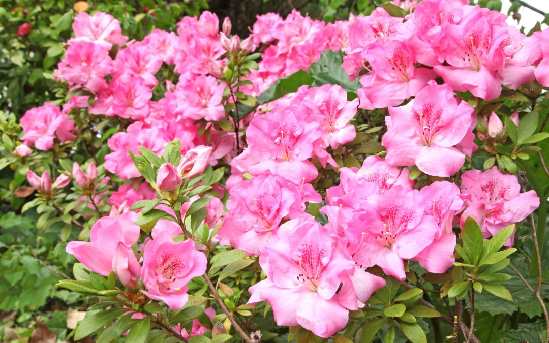 5 shrubs to plant for spring-time