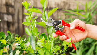 pruning shrubs gardencare2000